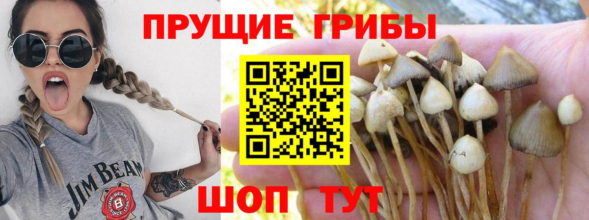 Галлюциногенные грибы MAGIC MUSHROOMS  Псилоцибиновые грибы прущие грибы  Тайшет  Вход с VPN 